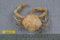 藏品(泡型長螯蟹)的圖片